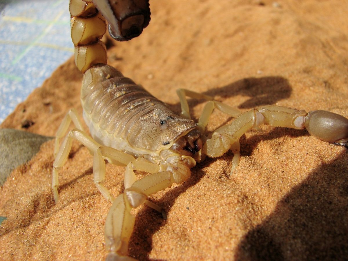 How to Get Rid of Scorpions King Pest Around Your Home