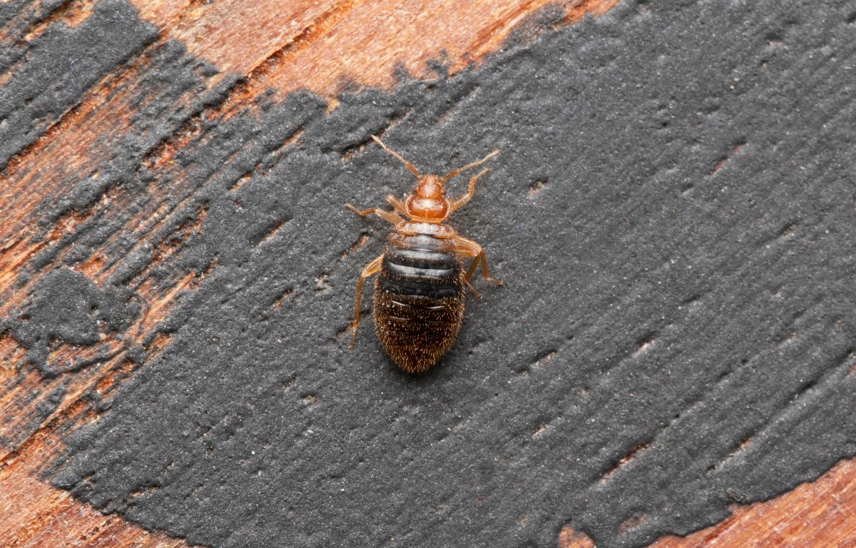 Female adult bed bug crawling on a wood bedframe