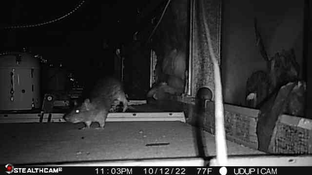 Rat on camera in attic 2