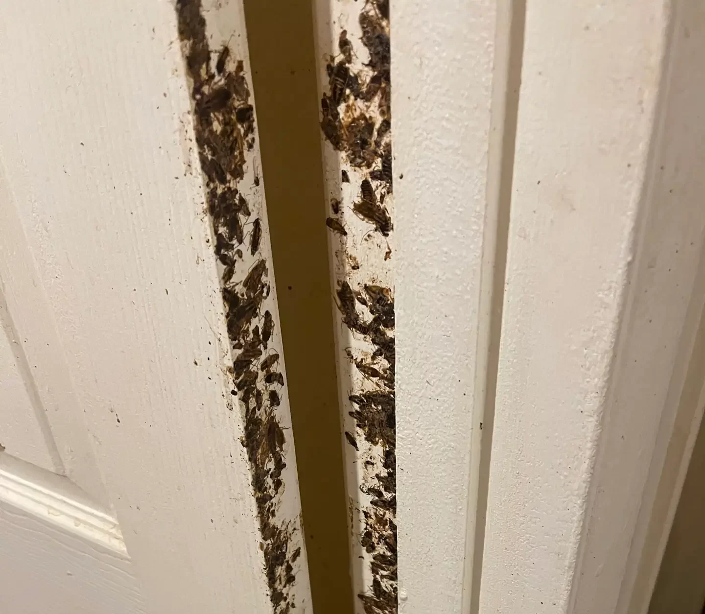 This is an ugly picture of lots of german roaches literally crushed inside the inner door jamb of the bedroom of a house.