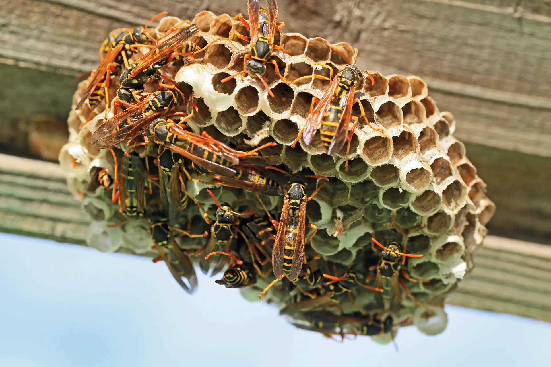 Paper Wasp Nest patio eve