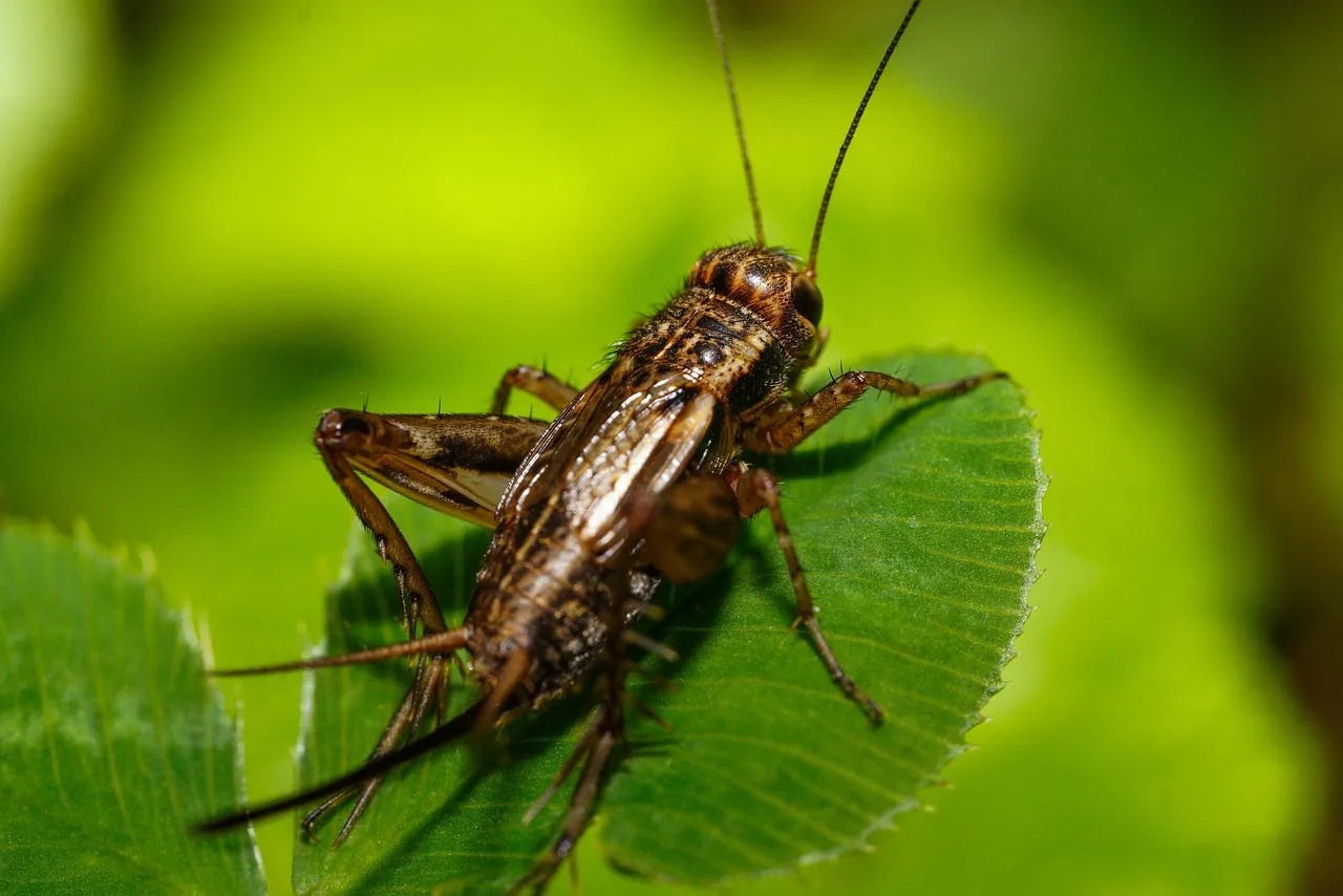 Cricket Elimination