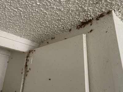 This picture is a large number of german roaches infesting the kitchen cabinet and popcorn ceiling area of an apartment.